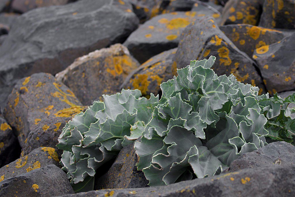 PieterseMarc's tweet photo. Zaden jagen voor ons botanisch erfgoed
https://t.co/twf5Dgcx6F
Zeekool, Wilde kool, Strandbiet, Zeevenkel en Zeelathyrus. βIn maart verwachten we de eerste resultaten te kunnen zien.
#zeekool #biodiversiteit #natuur #leven https://t.co/3AZqQYgoJn