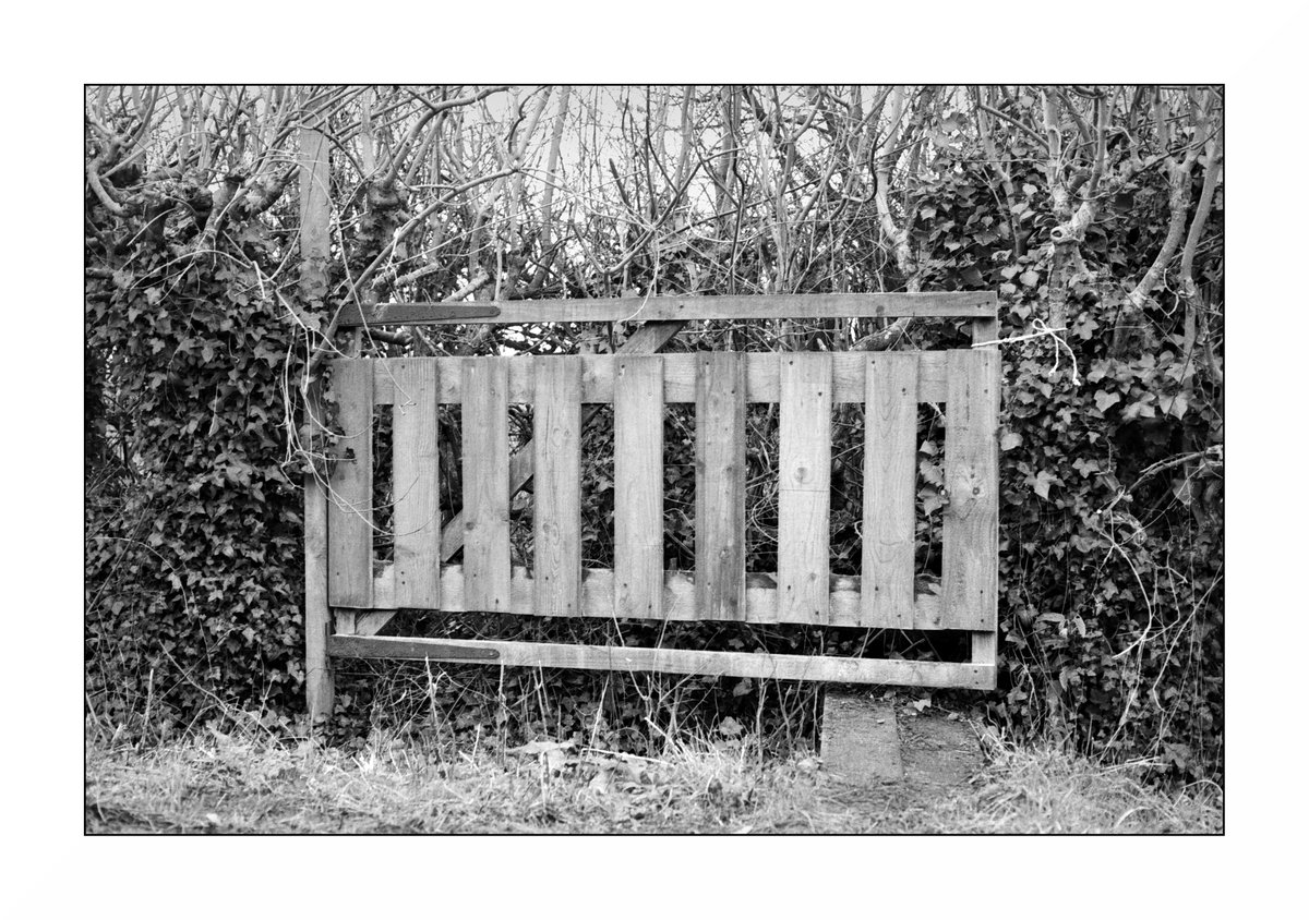 UnaOculusAperta's tweet photo. 'A Gate of the Times'
This photo, for me at least, as if a visual take, a metaphor if you will, for life under Covid
#0neeye0pen #lifethroughaviewfinder #monochromatic #blackandwhitephotography #film #kentmere400 #perceptol #NikonFM #Nikkor50mm #canoscan9950f https://t.co/rQVLzeOQ0v
