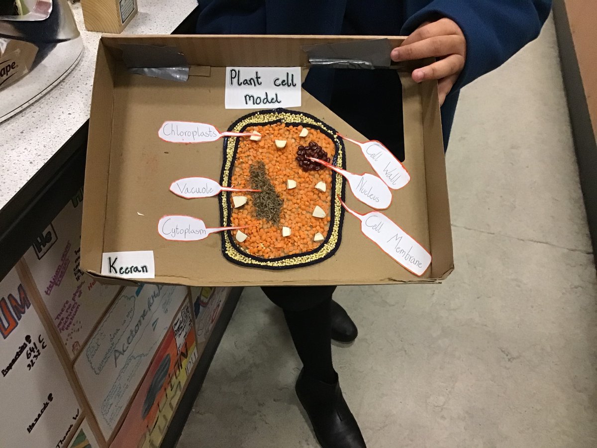EdAcadScience's tweet photo. Macroscopic modelling of the microscopic world! @edinburghacad Geits have been developing their visuospatial skills in science this week; translating 2D images of living cells into 3D models! #Microscopy #3dmodeling #Science https://t.co/PzmNSFL6Ws