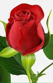 terra_ze's tweet photo. @mariafiorotto1 @Eliany47 @gracinhalara @Paulo23412423 "...Só fecha o seu livro quem já aprendeu
Só peça outro amor, quem já deu o seu
Quem não soube a sombra, não sabe a luz
Vem, não perde o amor de quem te conduz..." 
Taiguara. https://t.co/1cOYtSmJOZ