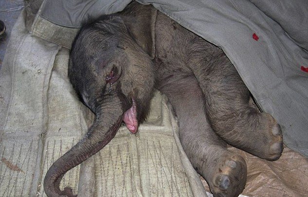 ManiAkAvci's tweet image. Un bébé éléphant a pleuré pendant 5h car il a été rejeté et abandonné par sa maman 😔