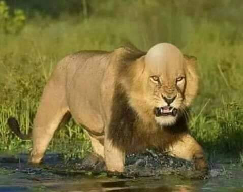 کیا حال کر دیا ہے ظالمو