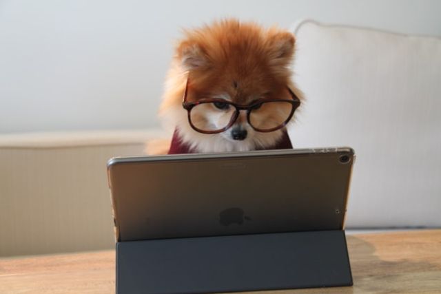 PrivCo's tweet image. Take a closer look at the strength of pet tech and a number of new businesses that have flourished. - mailchi.mp/privco/the-str… #dailystack