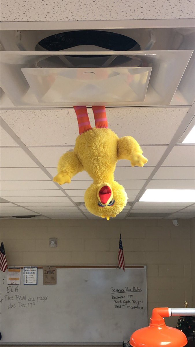 Kayla_Xx_'s tweet photo. Monday, December 14th. Big Bird decided to be a little mischievous today and got stuck in the ceiling 😂 https://t.co/O7lG1XI8xp