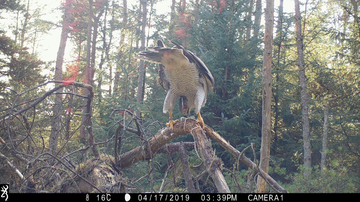 #Raptor #persecution is coming under scrutiny in Scotland, but how is it impacting raptor populations? I have a poster at #BES2020 exploring how #goshawk #breeding success is affected by proximity to persecution and gamebird pens. Check it out and get in touch with any questions!