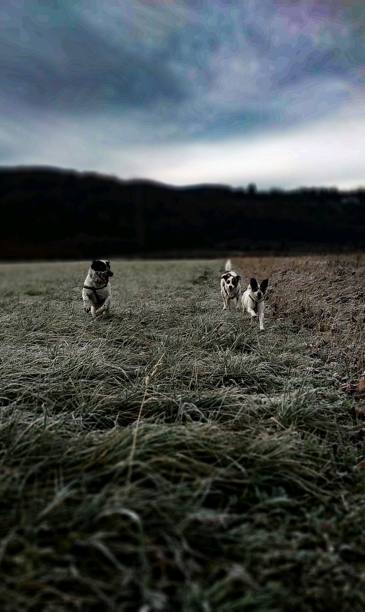 kate977's tweet photo. Happy faces ... And my #heart sings when I see my #dogs so #happy #dogsoftwitter #doglovers https://t.co/Rwa7RemB85