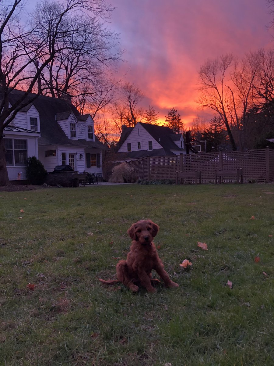 KatieTMcDermott's tweet photo. Pretty in Pink. Welcome Winnie! #2020joy #irishdoodle https://t.co/Qu4v9bhOo5