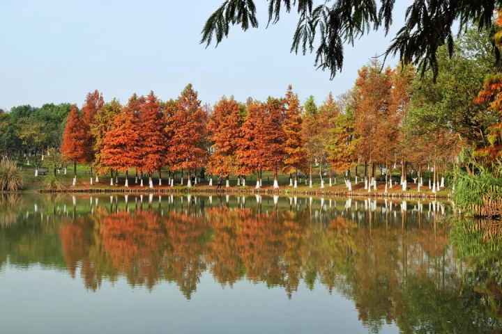 hangzhoufeel's tweet photo. The leaves of dawn redwood trees have recently turned from green to a brownish red in #Hangzhou’s Xianghu Lake Scenic Area. The stunning colors really enhance the charm of the winter season. #TravelInHangzhou https://t.co/T0JAliQzUY
