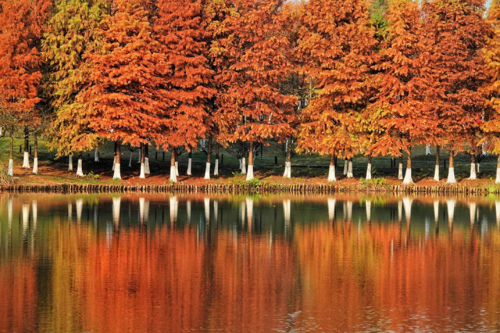 hangzhoufeel's tweet photo. The leaves of dawn redwood trees have recently turned from green to a brownish red in #Hangzhou’s Xianghu Lake Scenic Area. The stunning colors really enhance the charm of the winter season. #TravelInHangzhou https://t.co/T0JAliQzUY