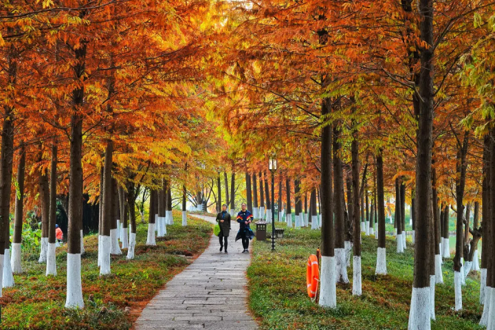 hangzhoufeel's tweet photo. The leaves of dawn redwood trees have recently turned from green to a brownish red in #Hangzhou’s Xianghu Lake Scenic Area. The stunning colors really enhance the charm of the winter season. #TravelInHangzhou https://t.co/T0JAliQzUY