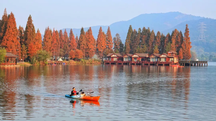 hangzhoufeel's tweet photo. The leaves of dawn redwood trees have recently turned from green to a brownish red in #Hangzhou’s Xianghu Lake Scenic Area. The stunning colors really enhance the charm of the winter season. #TravelInHangzhou https://t.co/T0JAliQzUY