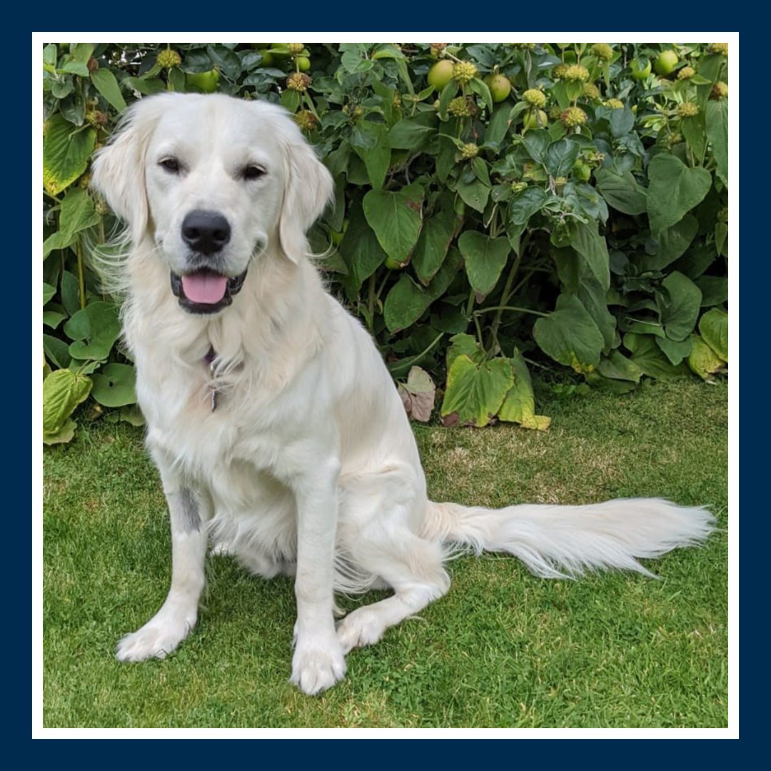 Wellington, the amazing @canine_partners dog we sponsor, is now 19 months old. His willingness to complete tasks is improving, and he’s getting used to short trips out to garden centres and other outdoor locations in the run up to Christmas.