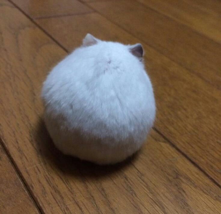 Шар идеальная форма. Кот в форме шара. Идеальная форма для кота это шар. Шар из кошачьей шерсти. Котики шарики из шерсти.