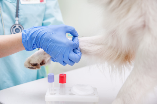 Sysmex_Es's tweet photo. ¿Sabes cómo cuidamos de tus mascotas en #Symex🐶🐱🐰? Descubre las características propias de la #hematología veterinaria y la importancia de adecuar los resultados obtenidos a cada especie🔬:
https://t.co/UmAgNL5CKk https://t.co/Pgfj769bbh