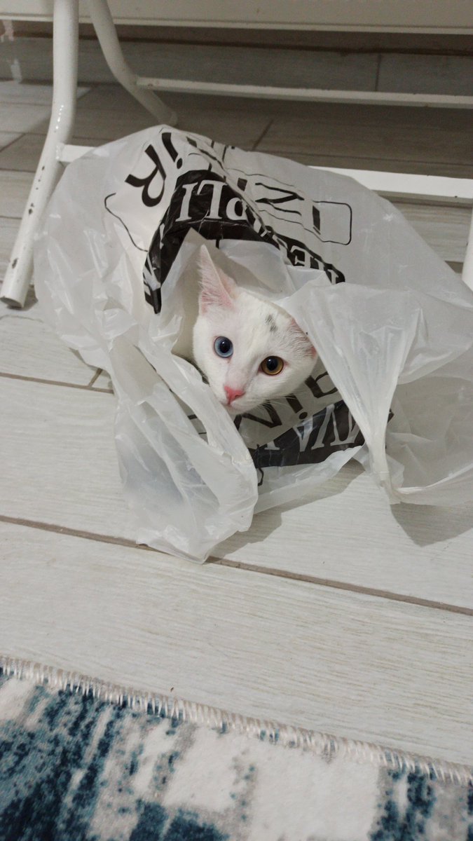 Kader212172's tweet photo. Hazır Kedi hastagi açılmışken 
Benim kediden 
Şöyle bir foto birakiyorum. https://t.co/luhxw1eIzB