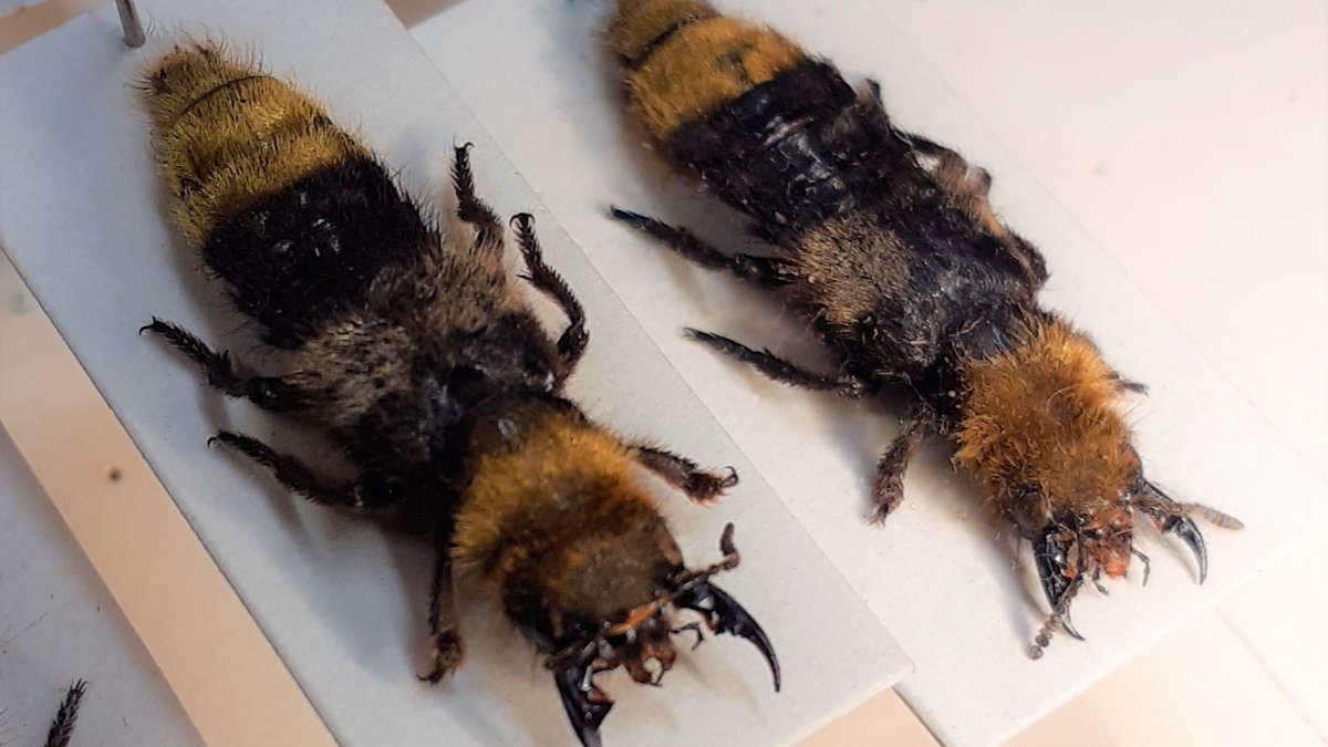 Image shows two beetle specimens, very cleverly disguised as bees. The heads and tails of the specimens show yellowish-brown colour with a furry texture, much like a bee. However, the beetles' mandibles and antennae are still prominent, giving away their excellent disguises! The middles of the specimens show the same furry texture in black with a lighter grey colour next to the back legs.