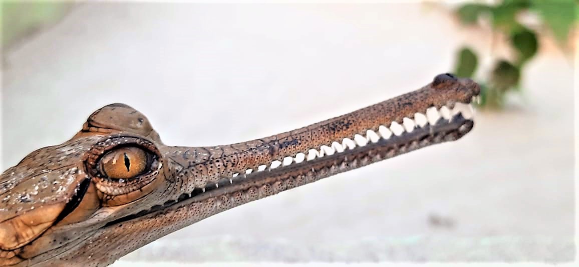 Turtle Survival Alliance INDIA (@tsaindiaprog) on Twitter photo #DYK - The #gharial snout can rapidly slice through #water with minimal resistance, and its #jaws are equipped with 106 to 110 razor sharp #teeth, which interlock when it snaps its mouth shut—impaling any #fish that is between its jaws.
PC - <a href="/Sree_turtle/">Sreeparna Dutta</a> #DYK - The #gharial snout can rapidly slice through #water with minimal resistance, and its #jaws are equipped with 106 to 110 razor sharp #teeth, which interlock when it snaps its mouth shut—impaling any #fish that is between its jaws.
PC - <a href="/Sree_turtle/">Sreeparna Dutta</a>