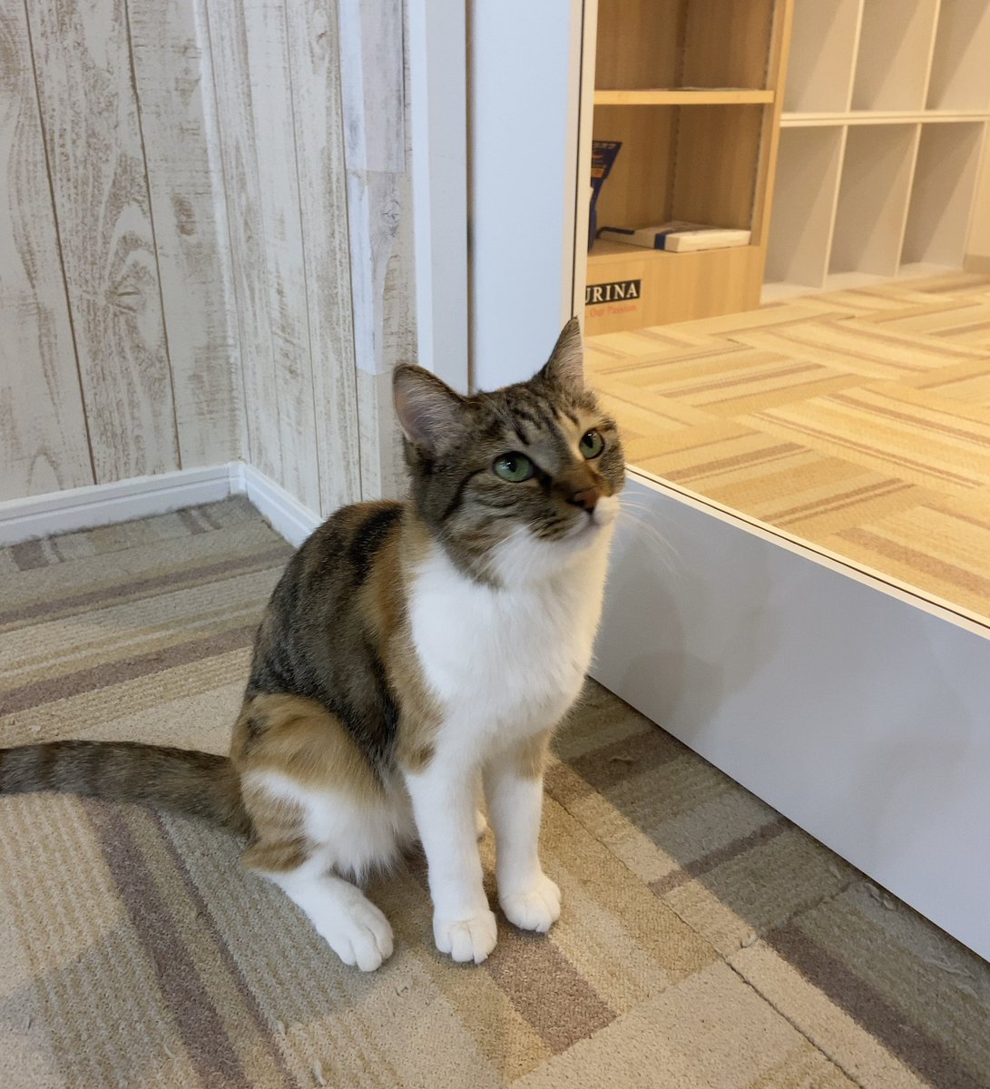 関東4店 譲渡型猫カフェ にゃんくる V Twitter 蒲田 ご飯タイム待機中のうめ花ちゃんとサーシャちゃん 蒲田店では現在22匹の猫ちゃんが新しい家族を待っています 猫カフェ 里親募集 関東4店 譲渡型猫カフェ にゃんくる V Twitter 蒲田 ご飯タイム待機中のうめ花ちゃんとサーシャちゃん 蒲田店では現在22匹の猫ちゃんが新しい家族を待っています 猫カフェ 里親募集