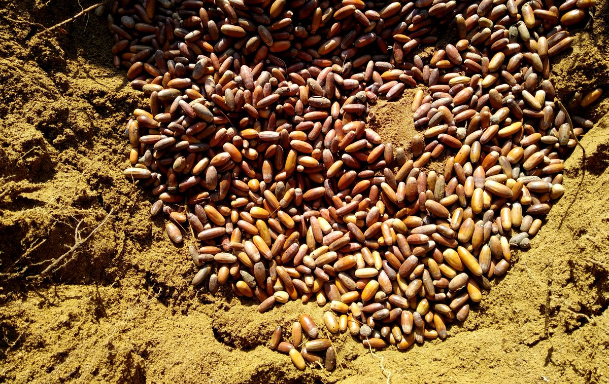 Nastavljamo...

Sakupljene žirove smo zakopali u pijesak, gdje će biti bezbjedni dok ne prođu mrazevi. Nakon toga, u februaru i martu krećemo sa akcijom zasijavanja žirova. 

Piši nam ukoliko želiš da dobiješ žir i podigneš svoj hrast!
#podignižir #zasadižir