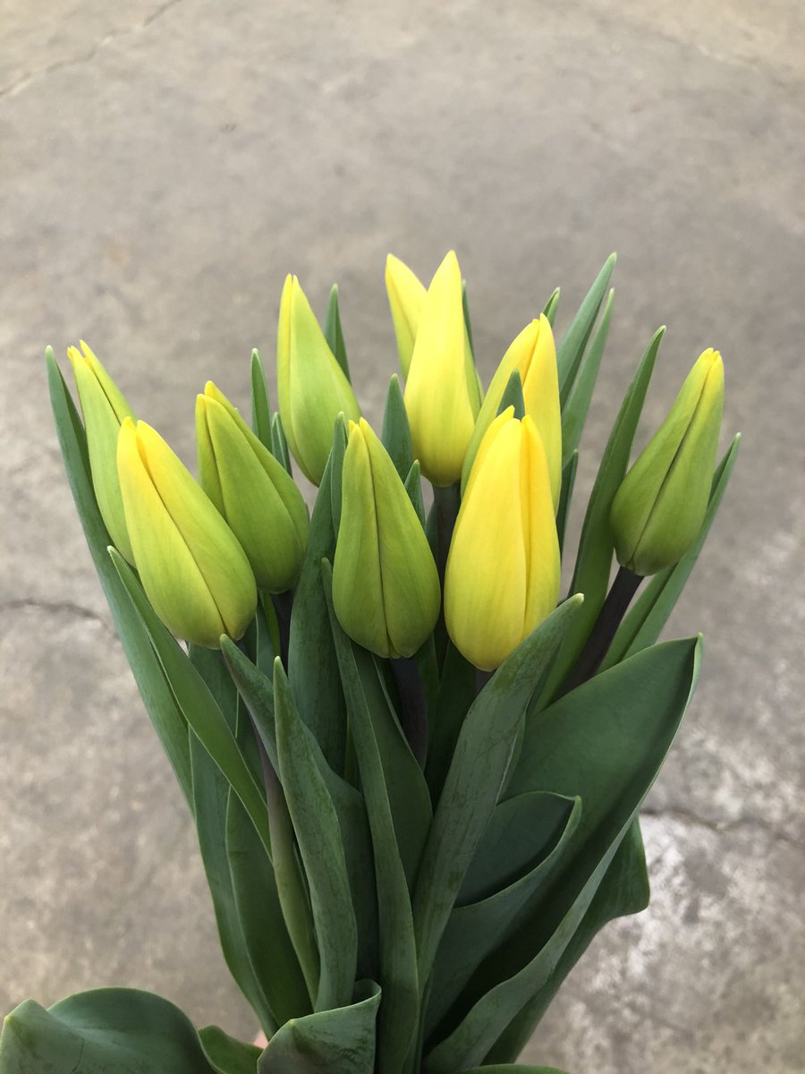 ビックフラワー荻窪店 かわいいチューリップの切り花です 冬本番となってきましたが 春のお花も入ってきてます 10本798円と998円がありますのでお好みのものを チューリップ 花のある暮らし ビックフラワー 荻窪 花屋
