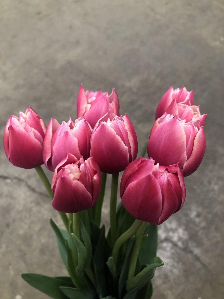 ビックフラワー荻窪店 かわいいチューリップの切り花です 冬本番となってきましたが 春のお花も入ってきてます 10本798円と998円がありますのでお好みのものを チューリップ 花のある暮らし ビックフラワー 荻窪 花屋