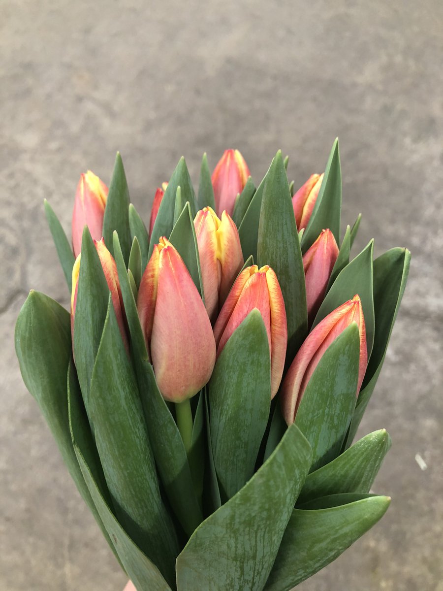 ビックフラワー荻窪店 かわいいチューリップの切り花です 冬本番となってきましたが 春のお花も入ってきてます 10本798円と998円がありますのでお好みのものを チューリップ 花のある暮らし ビックフラワー 荻窪 花屋