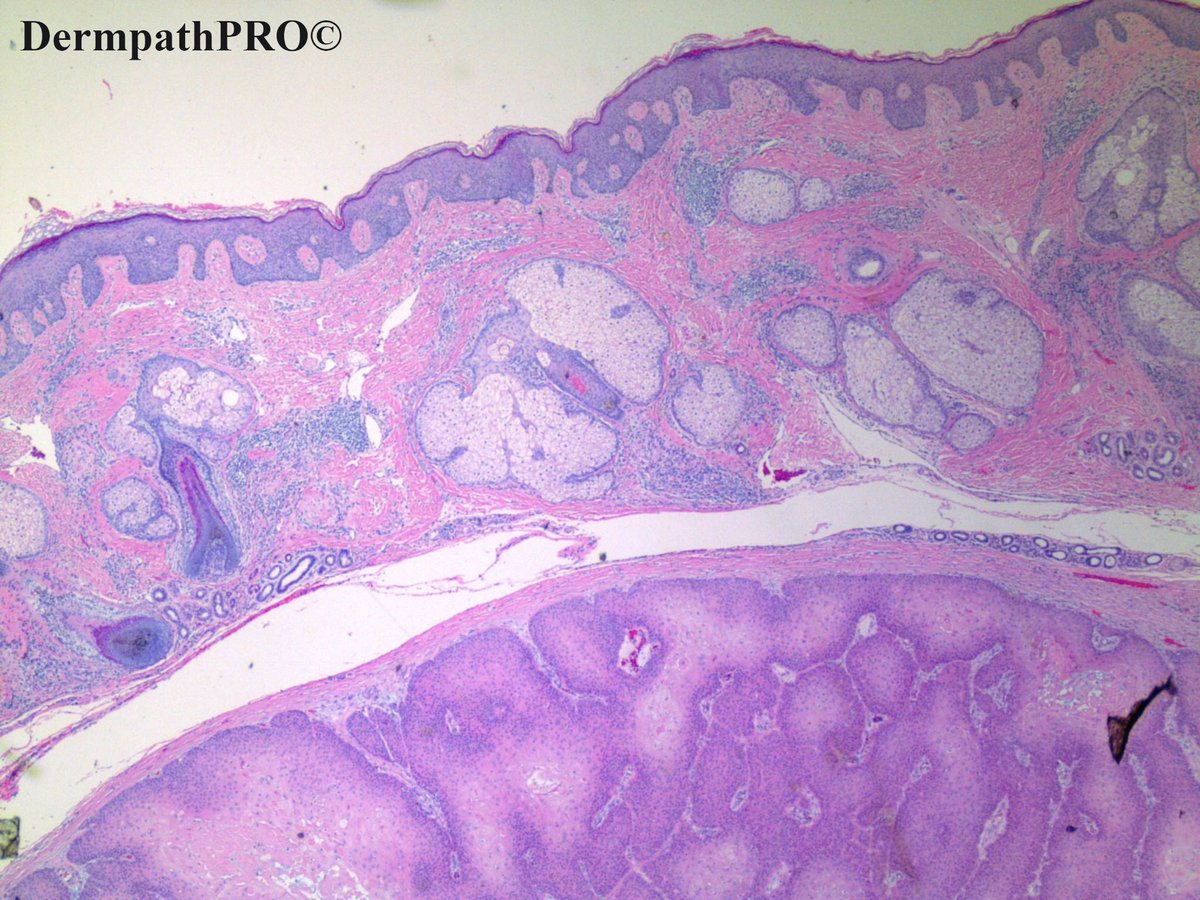 DermpathPRO tweet media