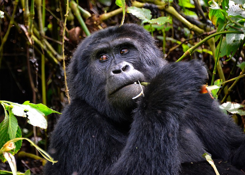 A gorilla eating a leaf.