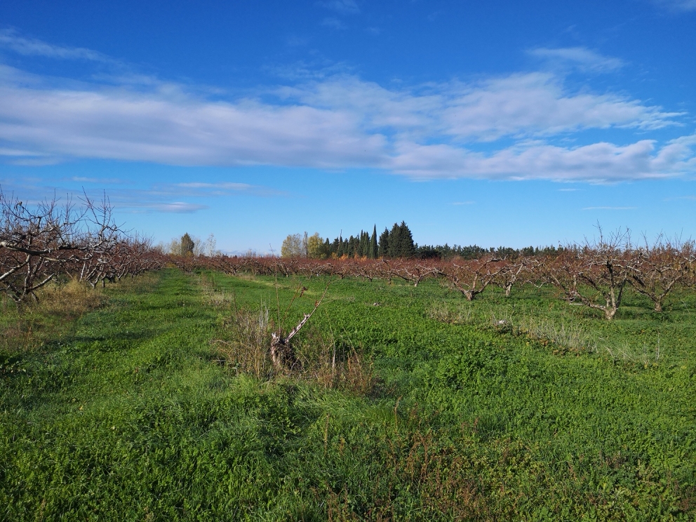 FNPFruits tweet media