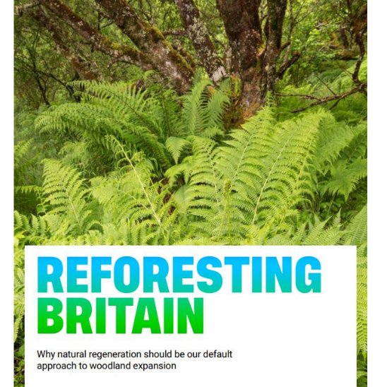 Rewilding Britain (@rewildingb) on Twitter photo Tree planting has become a go-to option but natural regeneration has a key role to play in reforesting Britain.
🌳 Natural regen will happen on a large scale if we allow it
🦋 Natural regen brings additional biodiversity & climate benefits
Our new report: rewildingbritain.org.uk/reforesting-br… Tree planting has become a go-to option but natural regeneration has a key role to play in reforesting Britain.
🌳 Natural regen will happen on a large scale if we allow it
🦋 Natural regen brings additional biodiversity & climate benefits
Our new report: rewildingbritain.org.uk/reforesting-br…