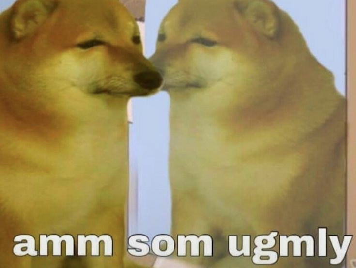 YourLocalCheems's tweet image. 