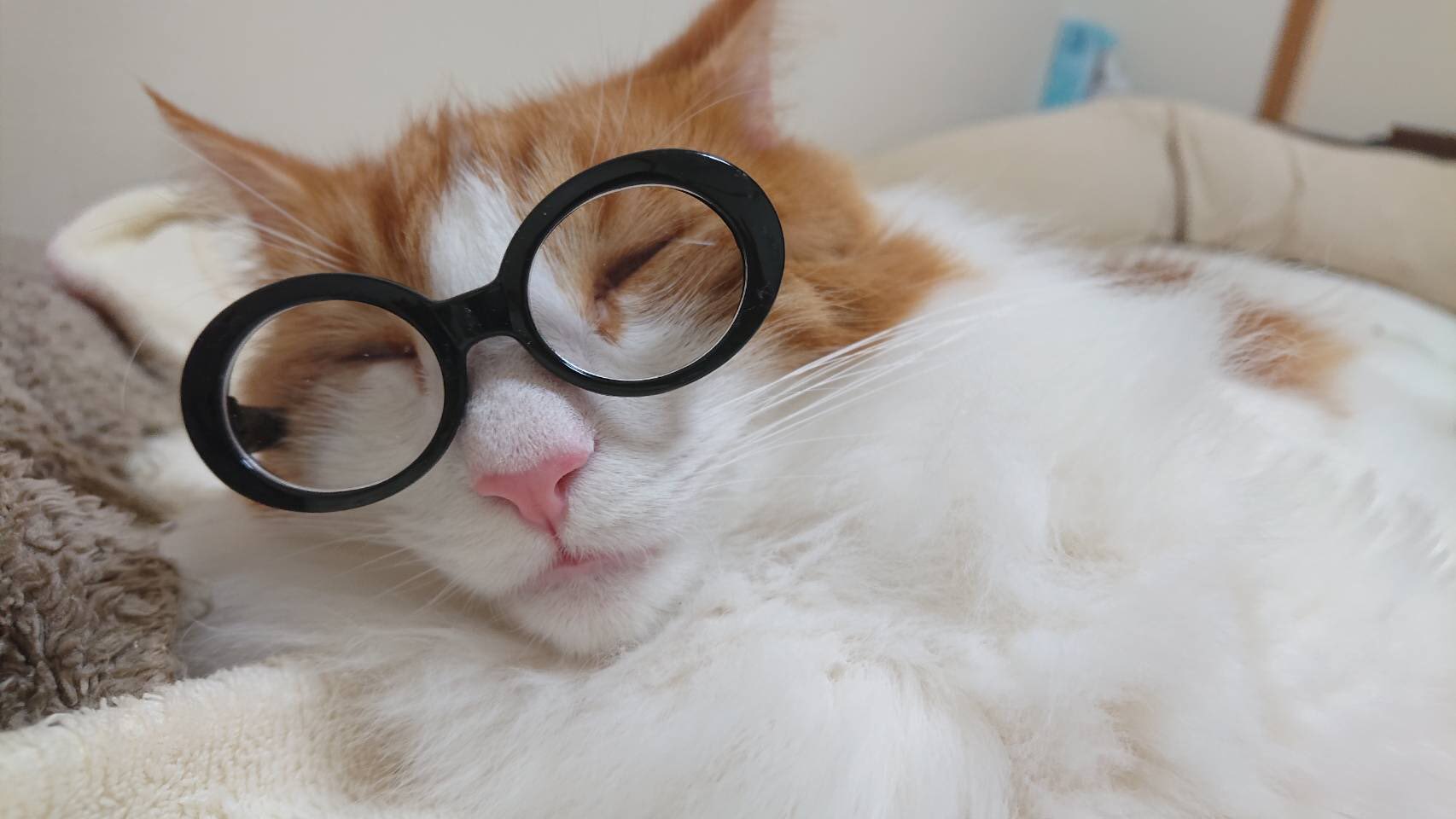 眼鏡猫 Twitter Search Twitter