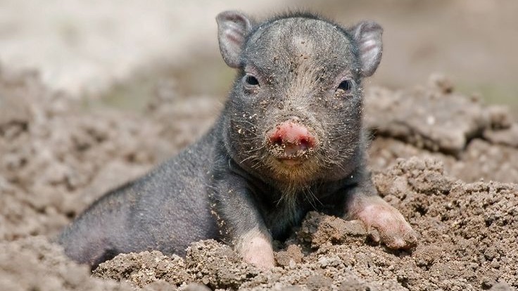 Pig tweet media