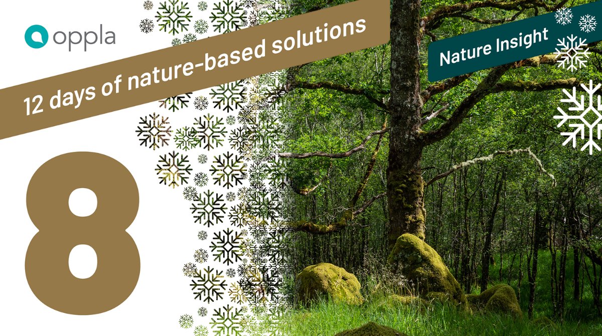 OpplaCommunity's tweet photo. On the 8th of #12DaysofNBS... Our favourite podcast of 2020, '#SpeedDatingWithTheFuture' from
@IPBES, explored our relationship with nature.
If you missed it the first time around, download all six episodes and catch up over the festive period: https://t.co/3syFyY7gdY https://t.co/lydKIfOJek