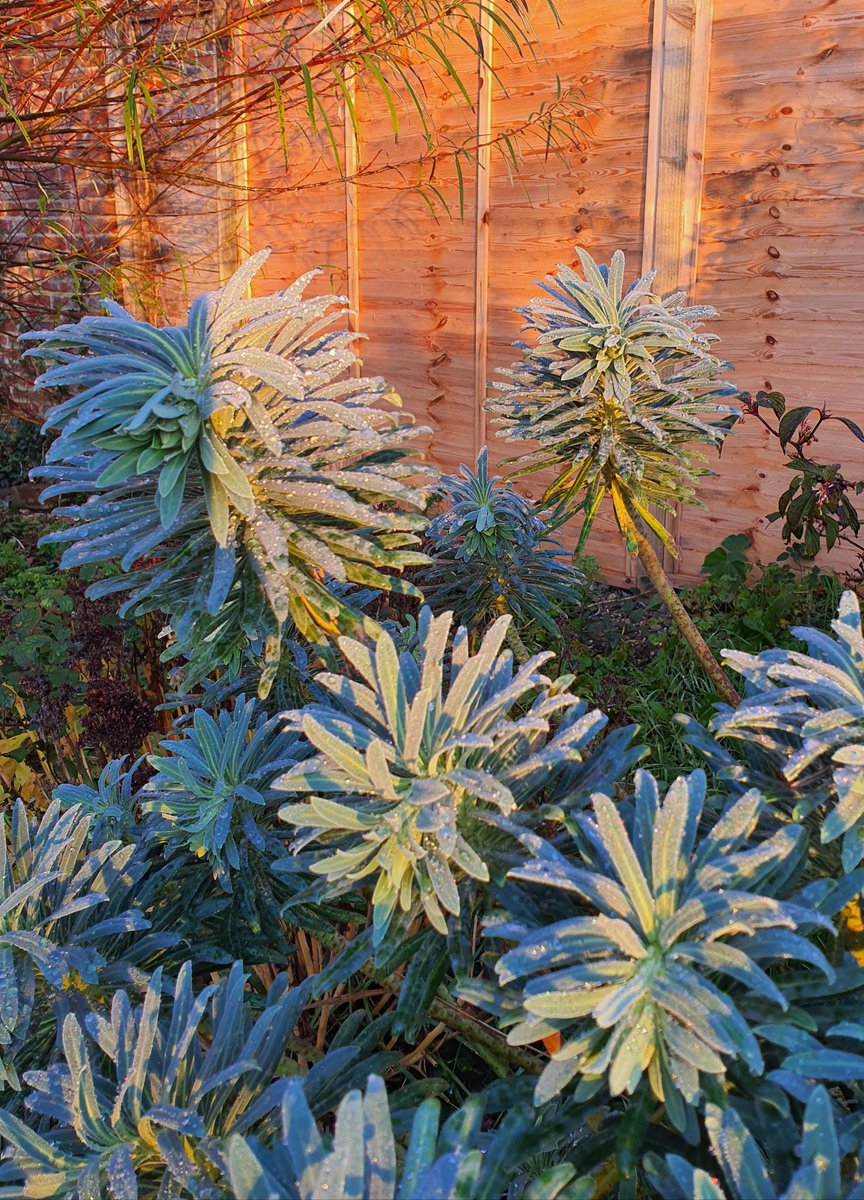MLaurenceDesign's tweet image. Euphorbia wulfenii looking vibrant in the early morning sun.

#Euphorbia #adaptiveplanting #winterstructure  #plantingdesign #gardendesign #coolblue