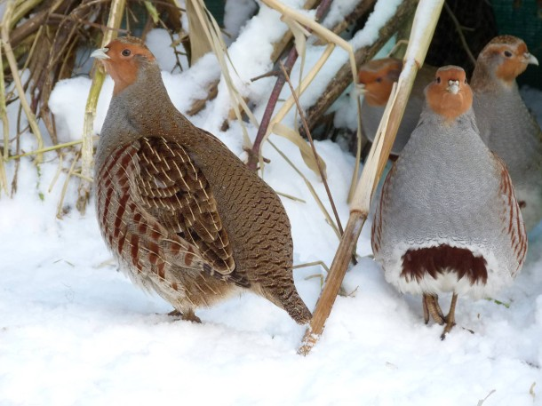 BSGGoettingen's tweet photo. Bis heute um 23.59: Jetzt geht´s um die 🌭 bzw. darum, ob das #Rebhuhn ein sensationelles Comeback schafft und doch noch in die Endrunde der Wahl zum #VogelDesJahres kommt!

Man kann übrigens auch mehrfach abstimmen, falls ihr sonst #TeamSeggi o.a. seid!
https://t.co/c07RBMbN8x https://t.co/VcdSAERNC9