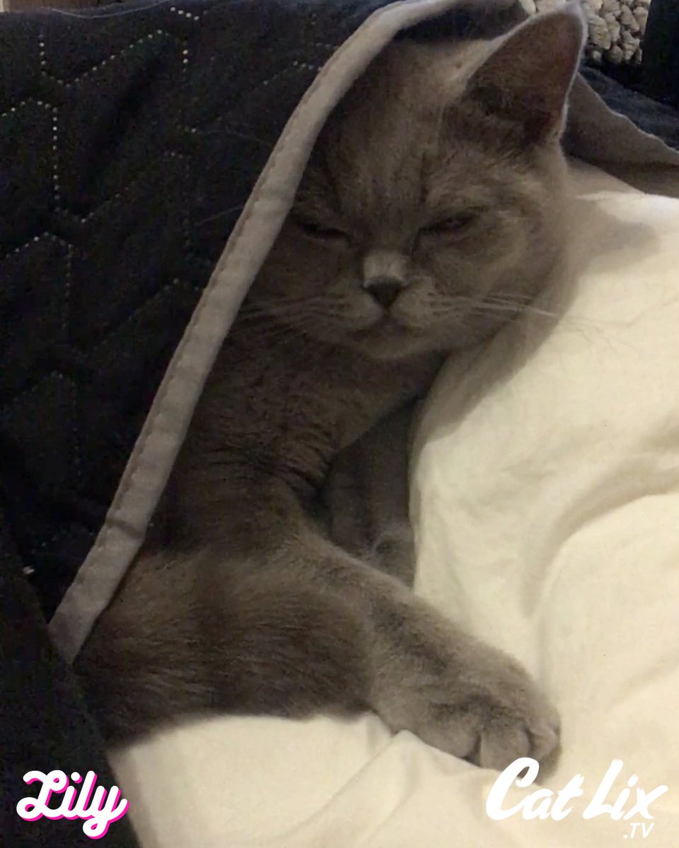 Catlixtv's tweet photo. 😻😻😻
.
.
.
#artcat #lovercats #catvibes #catsphotography #lovekitten #catsofyou #nicecat #cattime #ilovecatssomuch #catsisters #catlover😻 #catpost #catmoments #lifeofcats #caterday #catattack #catblogger #instacatmeows #lovekitty #instacatgram #funcat #catfollow https://t.co/QVVzqs6fsI
