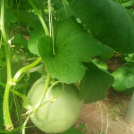 fertilizerpluS's tweet photo. Step inside. Can you feel the warmth and humidity inside these growing houses? 

You are in #Vietnam. 

And this is a new fertilizer trial with melons to test the crop response to two of our products - @Polysulphate and #PotashpluS.

#fertilizer #science #fruits #quality #farming https://t.co/C4Ajp6Wk3N