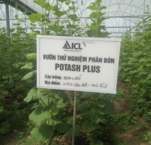 fertilizerpluS's tweet photo. Step inside. Can you feel the warmth and humidity inside these growing houses? 

You are in #Vietnam. 

And this is a new fertilizer trial with melons to test the crop response to two of our products - @Polysulphate and #PotashpluS.

#fertilizer #science #fruits #quality #farming https://t.co/C4Ajp6Wk3N