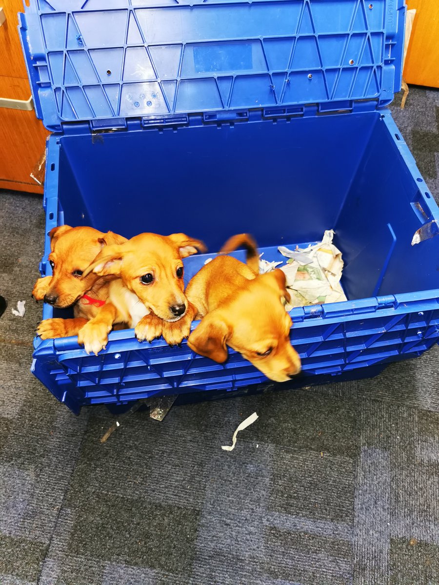 Garda Info tweet media