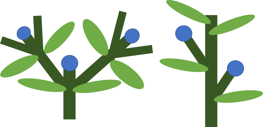 TL;DR:Cycads branch like this; Bennies branch like this.