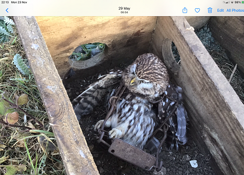 FoxHITeam's tweet photo. 🦉BREAKING: Little Owl killed in Fenn trap on Queen's Sandringham Estate. The member of the public who found this awful scene was warned against reporting it to the police! Thanks to NASC for documenting and acting upon the report. Please share. HIT. 
https://t.co/oFfdkjBGok https://t.co/Q4oX36nnlG