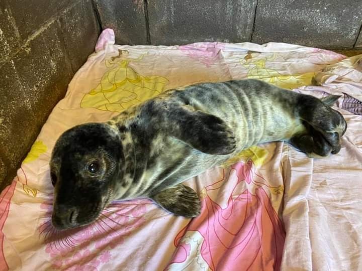 BDMLR's tweet photo. This little one was found in a field a few days ago in East Anglia. After, being rescued by our medic due to malnutrition, this pup is now receiving care in a rehab centre 🦭🐟

Photo Credit: Simon Dennis https://t.co/tETPb9Ybnc