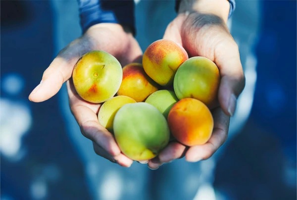 幻の梅のtwitterイラスト検索結果