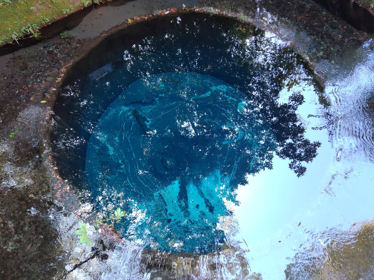 ゆーな 一昨日は柿田川湧水と虹の郷に行っていた まだギリギリ紅葉が残っていて綺麗でした 湧水は動画で撮っておけば良かったなあと今更