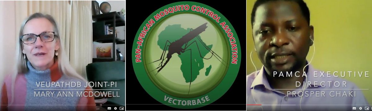 MalariaWorld__'s tweet image. PAMCA-VectorBase Virtual Vector Meeting pre-recorded sessions available #vector #pamca #vectorbase malariaworld.org/blog/pamca-vec…