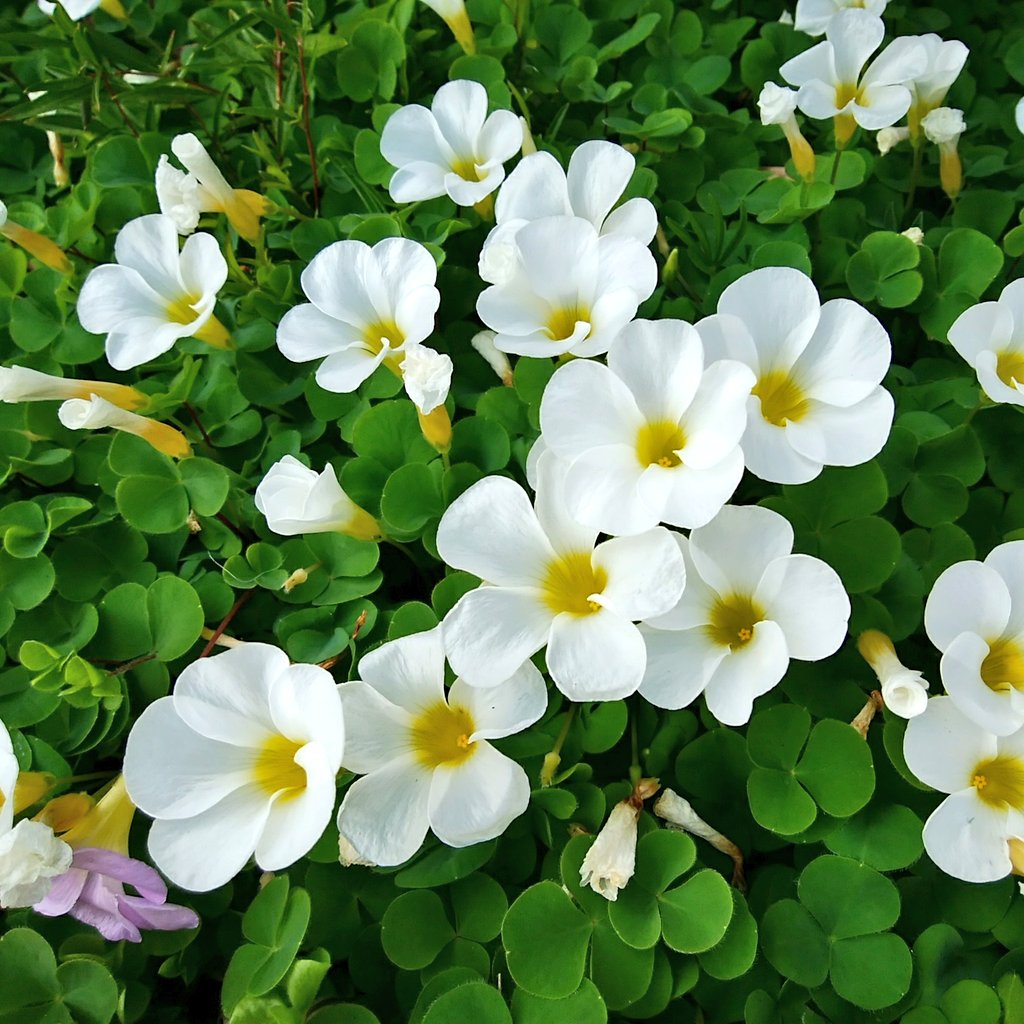 Tc Barn オキザリス ハナカタバミ 中南米 南アフリカ原産 これはバリアビリスという品種のようです 多種あるので年中どれかが咲いてくれています 日が当たると花開き 沈むときゅっと細くつぼむ様子がかわいらしく 毎日観察していても飽きません