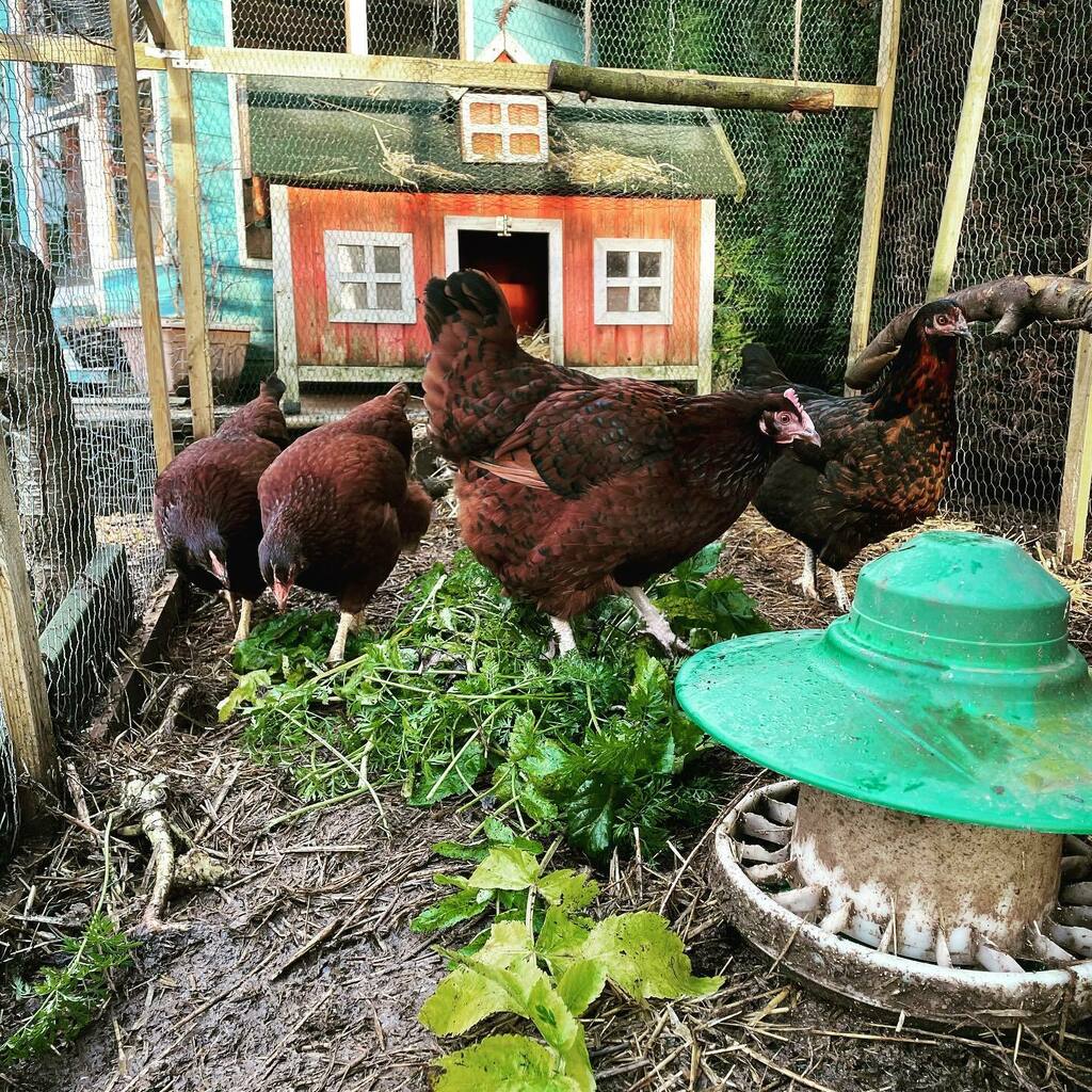 wildfireone's tweet photo. Soup, Dipper, Lemon and Kentucky doing the recycling https://t.co/k3UAoyYL6o