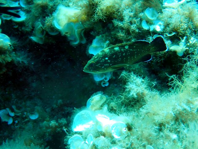 ieo_baleares's tweet photo. La Estación de Investigación Jaume Ferrer e @ImeObsam  presentan los resultados sobre la evaluación de las poblaciones de peces vulnerables a la pesca en el infralitoral rocoso de la Reserva Marina de la Isla del Aire (Menorca) https://t.co/FXSmHCP2hx https://t.co/LS06T9wptS