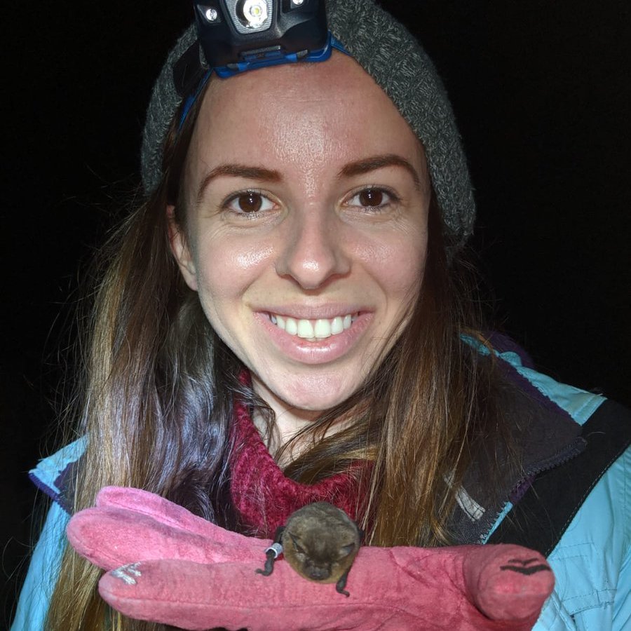 PalmerLyric's tweet photo. I highly recommend checking out my favourite #podcast BatChat. The episode 'Bats &amp; Coronavirus' should be mandatory listening for all 😆. 

#bats #COVID19 #conservation
#2020EBE 

📷  Nathusius' Pipistrelle, Kent 2019 https://t.co/GLG4gspwlb